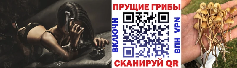 магазин    Руза  Галлюциногенные грибы GOLDEN TEACHER 